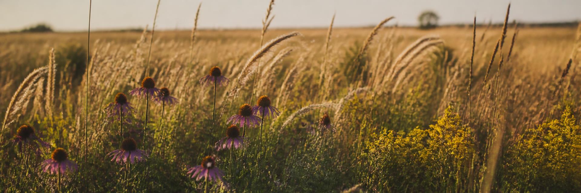 Native tallgrass prairie with purple coneflowers and goldenrod in warm evening light